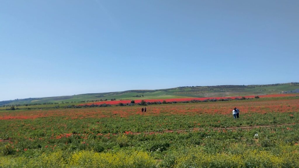 Spring in Bloom: Morocco’s Stunning Wildflower Fields