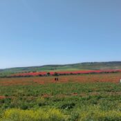 Spring in Bloom: Morocco’s Stunning Wildflower Fields