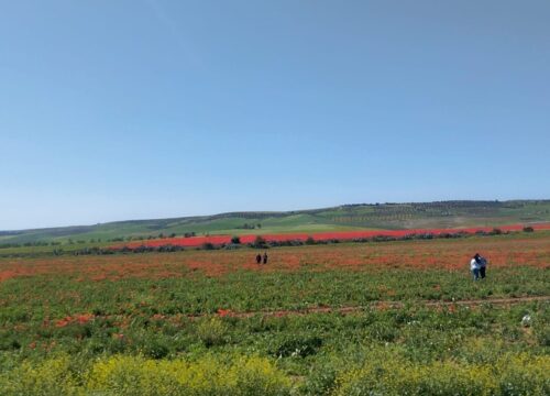 Spring in Bloom: Morocco’s Stunning Wildflower Fields