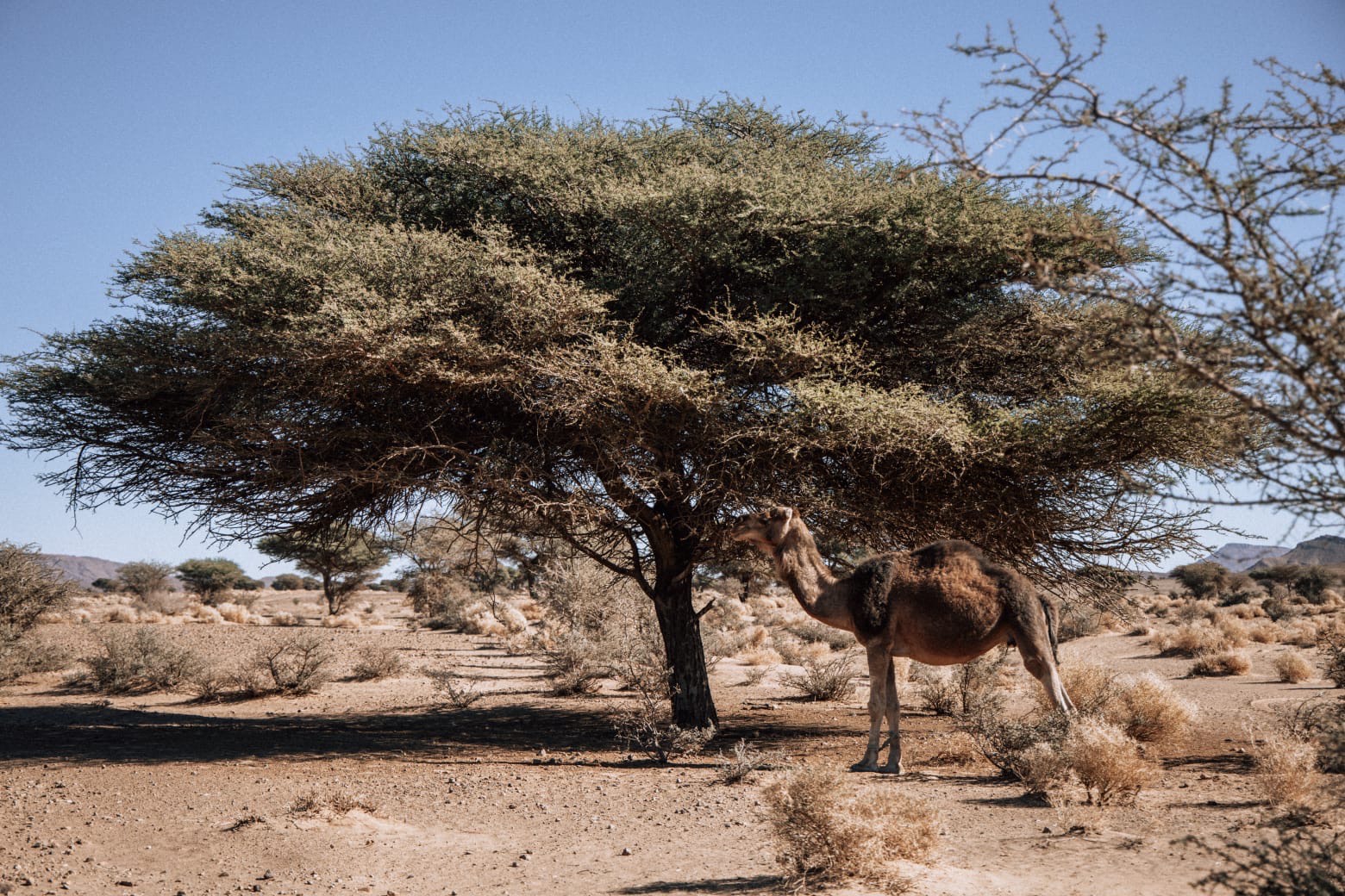 Camels & Acacia: Morocco’s Timeless Desert Scene